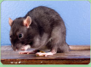 rat control Dunstable